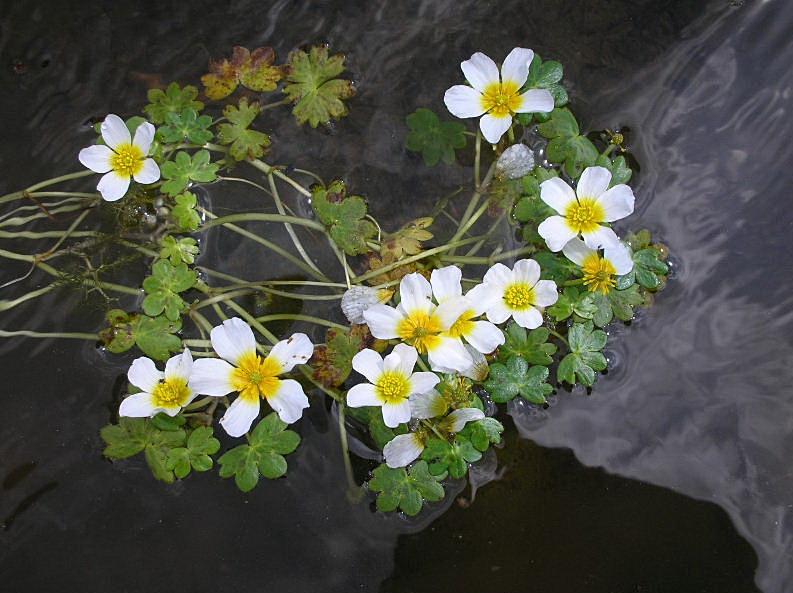 Ranunculus aquatilis / Ranuncolo acquatico